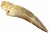 Fossil Plesiosaur (Zarafasaura) Tooth - Morocco #296346-1